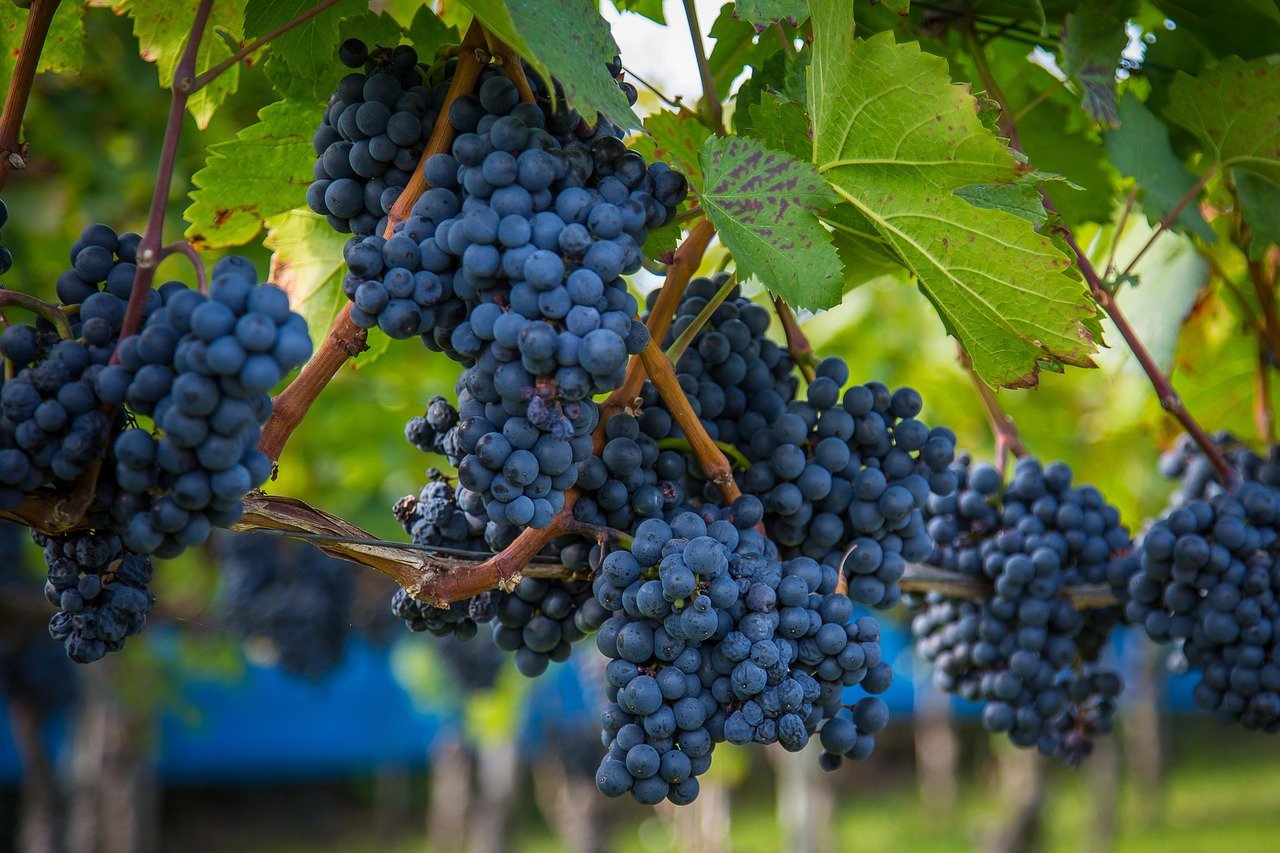 wine-2805848_1280
